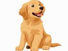 Haftpflichtversicherung für Hunde neu obligatorisch