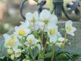 Vebo Direktverkauf auf dem Friedhof, Mittwoch, 20. Mai 2026, 14 - 16 Uhr